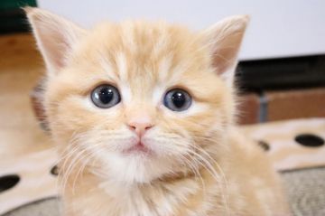 スコティッシュフォールド【兵庫県・女の子・2019年11月16日・レッドタビ―(ショート)】の写真「綺麗なレッドタビ―の女の子」