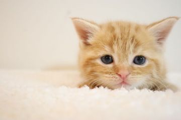 スコティッシュフォールド【兵庫県・男の子・2020年9月15日・レッドタビ―(ショート)】の写真「ぬいぐるみのような可愛さ、是非触って下さい。」