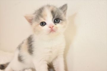 スコティッシュフォールド(立ち耳)【兵庫県・女の子・2018年5月18日・ダイリュートキャリコ（ショート）】の写真「ダイリュートキャリコが生まれました」