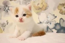 スコティッシュフォールド(立ち耳)【兵庫県・男の子・2020年8月23日・レッド&ホワイトバン】の写真1「９/1８撮影」