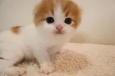 スコティッシュフォールド(折れ耳)【兵庫県・男の子・2019年3月14日・レッド&ホワイト】の写真2「４/１１撮影」