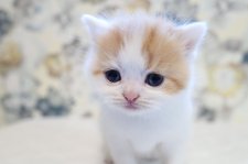 スコティッシュフォールド【・女の子・2024年4月6日・レッド&ホワイト】「生後１ケ月」