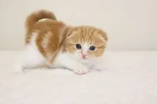 スコティッシュフォールド(折れ耳)【兵庫県・女の子・2019年10月23日・レッドタビ―&ホワイト】の写真2「11/30撮影」