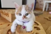 スコティッシュフォールド(立ち耳)【兵庫県・女の子・2023年8月22日・レッド&ホワイト】の写真3「10/23撮影」