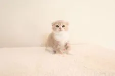 スコティッシュフォールド(折れ耳)【兵庫県・男の子・2018年4月30日・クリーム&ホワイト】の写真3「6/14撮影」