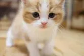 スコティッシュフォールド(立ち耳)【兵庫県・男の子・2022年11月17日・レッドタビ―&ホワイト】の写真3「1/4撮影」