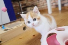 スコティッシュフォールド【・女の子・2024年4月6日・レッド&ホワイト】「生後2ケ月頃」