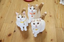 スコティッシュフォールド【・女の子・2024年4月6日・レッド&ホワイト】「生後３ケ月頃　兄妹」