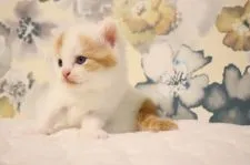 スコティッシュフォールド(立ち耳)【兵庫県・男の子・2020年8月23日・レッド&ホワイトバン】の写真4「９/1８撮影」