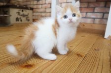 スコティッシュフォールド【・女の子・2024年4月6日・レッド&ホワイト】「生後３ケ月頃」