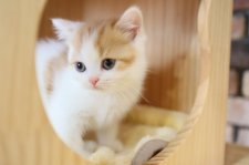 スコティッシュフォールド【・女の子・2024年4月6日・レッド&ホワイト】