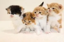 スコティッシュフォールド(立ち耳)【兵庫県・女の子・2019年5月31日・キャリコ】の写真5「一番左がワタシです」