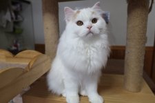 スコティッシュフォールド【・男の子・2023年4月14日・レッド&ホワイト】「生後１０ケ月頃」