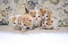 スコティッシュフォールド(立ち耳)【兵庫県・男の子・2021年3月17日・】の写真5「右端がボクだよ」