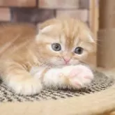 スコティッシュフォールド(折れ耳)【兵庫県・男の子・2025年9月9日・レッドタビ―】の写真4