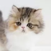 エキゾチックショートヘア【兵庫県・女の子・2025年7月10日・キャリコ】の写真7