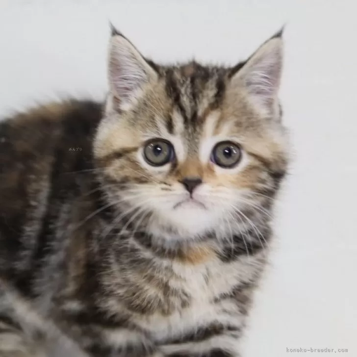 スコティッシュフォールド(立ち耳)【兵庫県・女の子・2025年9月6日・ブラウンタビー】の写真1