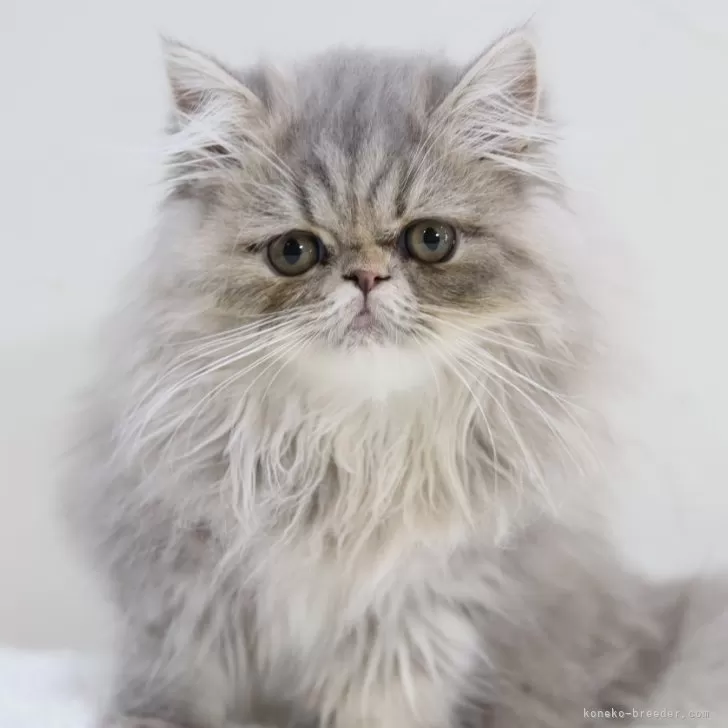 エキゾチックショートヘア【兵庫県・女の子・2025年7月10日・ブルー】の写真1