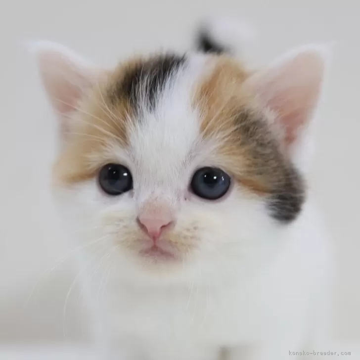 Y.O 様のお迎えした子猫