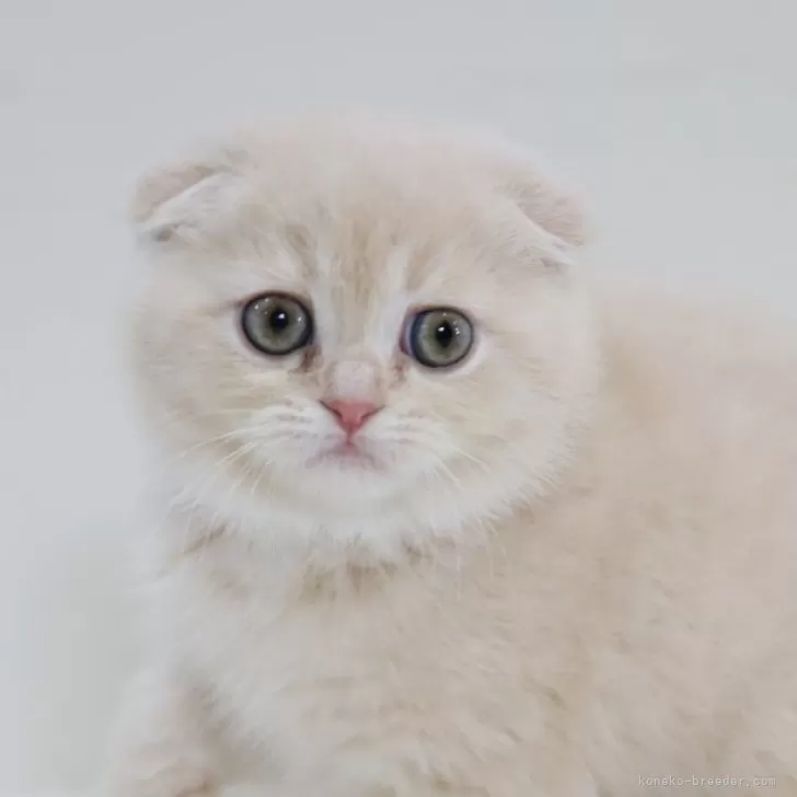 スコティッシュフォールド(折れ耳)【兵庫県・女の子・2025年9月6日・クリーム】の写真1