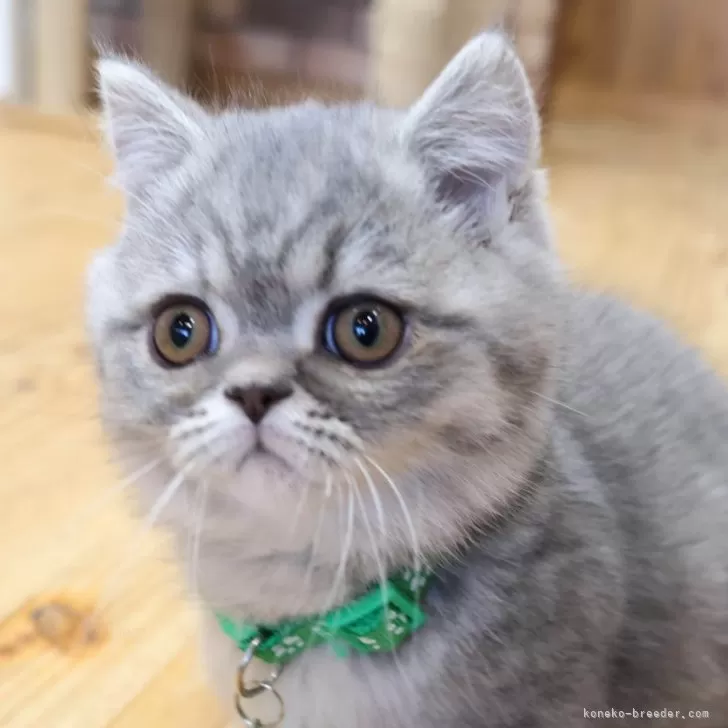 ID：2411-02598の子猫