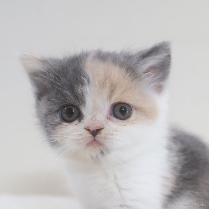 ブリーダー画像