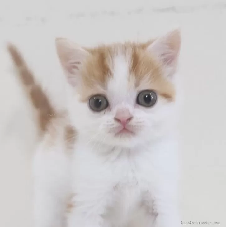 スコティッシュフォールド(立ち耳)【兵庫県・男の子・2025年10月11日・レッドタビー&amp;ホワイト】の写真1