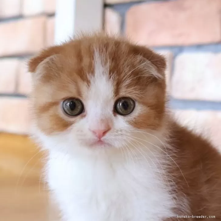 ID：2506-01188の子猫