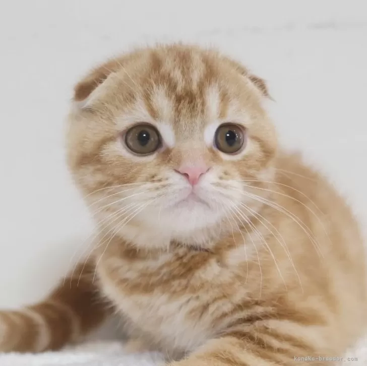 スコティッシュフォールド(折れ耳)【兵庫県・男の子・2025年9月9日・レッドタビ―】の写真1