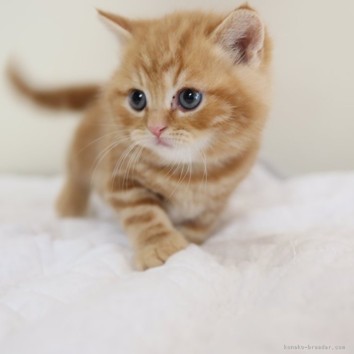Amazon.co.jp: KEIREI 敬礼 猫 全5種フルコンプセット みけ猫