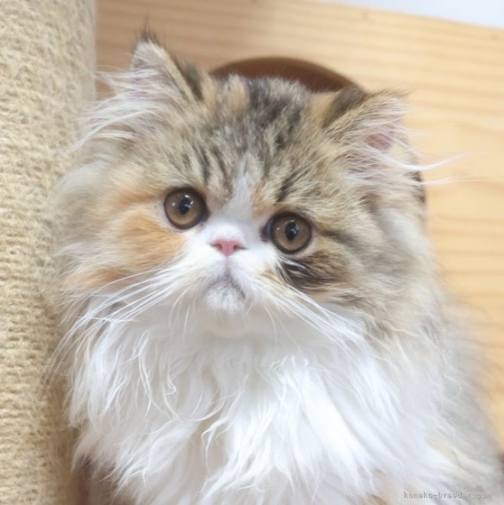 ブリーダー画像