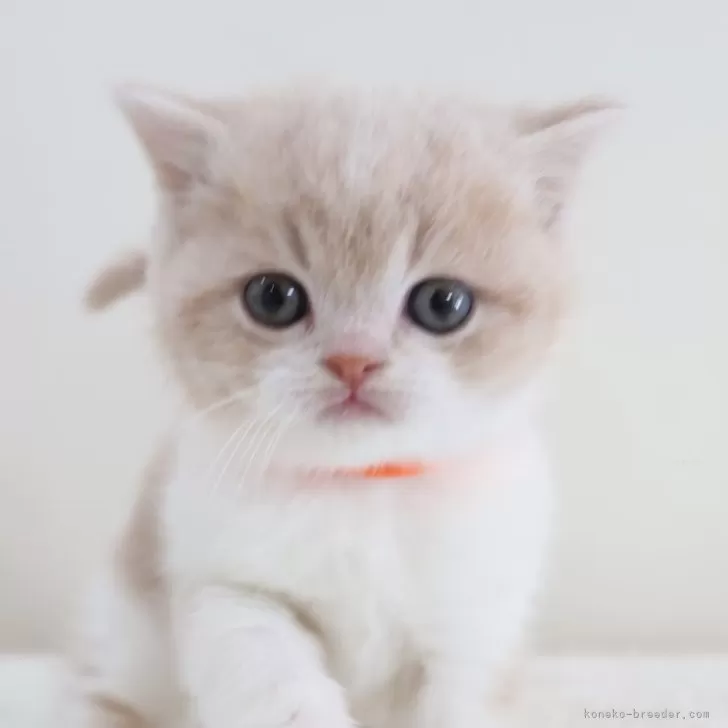 ID:2501-01392の子猫