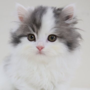 スコティッシュフォールド(立ち耳)【兵庫県・男の子・2025年9月3日・ブルー&ホワイト（ロング）】の写真「ブルー＆ホワイト・フワフワ・モコモコ　ぬいぐるみ」