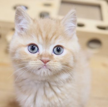スコティッシュフォールド(立ち耳)【兵庫県・男の子・2025年9月6日・レッドタビー（ショート）】の写真「クリームのような淡いレッドタビー、モフモフです」