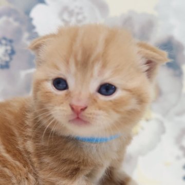 スコティッシュフォールド(折れ耳)【兵庫県・男の子・2025年8月11日・レッドタビー（ショート）】の写真「とてもお可愛い折れ耳男子　毛並みのよいレッド系」