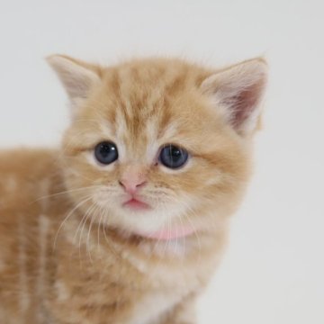 スコティッシュフォールド(立ち耳)【兵庫県・女の子・2025年10月1日・レッドタビー（ショート）】の写真「両親はとても人懐っこく穏や　パパ似のカワイイ女子」