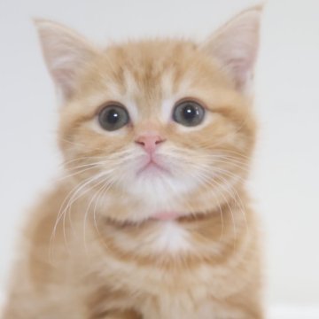 スコティッシュフォールド(立ち耳)【兵庫県・女の子・2025年10月1日・レッドタビー（ショート）】の写真「両親はとても人懐っこく穏や　パパ似のカワイイ女子」