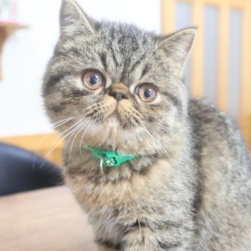 エキゾチックショートヘア【兵庫県・男の子・2025年7月10日・ブラウンタビ―（ショート）】の写真「短毛男子。可愛くてじゃまなくらい人懐っこいです。」