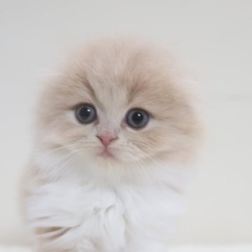 スコティッシュフォールド(折れ耳)【兵庫県・男の子・2025年10月11日・クリーム（長毛）】の写真「とても可愛いクリーム　長毛　折耳男子」