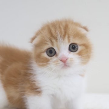 スコティッシュフォールド(折れ耳)【兵庫県・男の子・2025年10月11日・レッドタビー&ホワイト（ショート）】の写真「とても可愛いレッドタビー＆ホワイト　折耳男子」