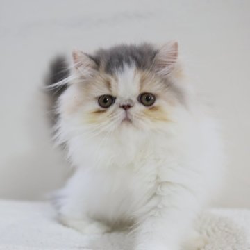 エキゾチックショートヘア【兵庫県・女の子・2025年7月10日・ダイリュートキャリコ（ロング）】の写真「パステルキャリコの女の子　ブサかわです。馴れすぎ」