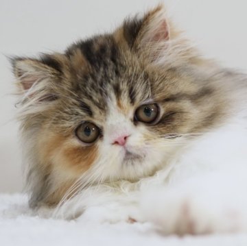 エキゾチックショートヘア【兵庫県・女の子・2025年7月10日・キャリコ（ロング）】の写真「キャリコロングの女子　可愛くてとても人懐っこいです」