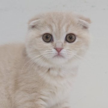 スコティッシュフォールド(折れ耳)【兵庫県・女の子・2025年9月6日・クリーム（ショート）】の写真「人懐っこく優しくモフモフのぬいぐるみです」