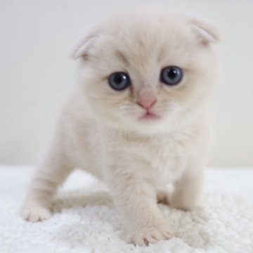 スコティッシュフォールド(折れ耳)【兵庫県・女の子・2025年9月6日・クリーム(ショート)】の写真「柔らかなクリーム 短毛 モフモフのぬいぐるみです」