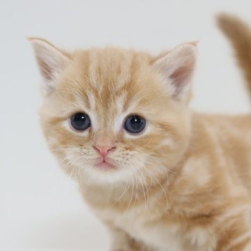 スコティッシュフォールド(立ち耳)【兵庫県・女の子・2025年10月1日・レッドタビー（ショート）】の写真「両親はとても人懐っこく穏や　パパ似のカワイイ女子」