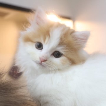 スコティッシュフォールド(立ち耳)【兵庫県・男の子・2025年10月1日・レッド&ホワイト（セミロング）】の写真「両親はとても人懐っこく穏や　ママ似のカワイイ男子」