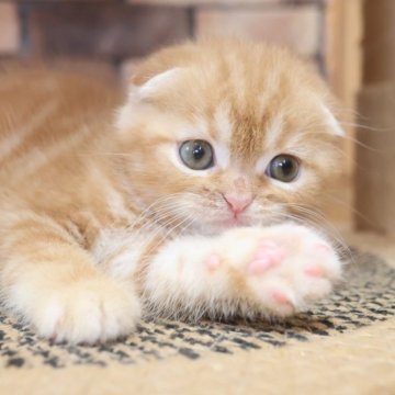 スコティッシュフォールド(折れ耳)【兵庫県・男の子・2025年9月9日・レッドタビ―(ショート)】の写真「綺麗いなレッドタビー 少たれ気味の目 折耳の男子 」