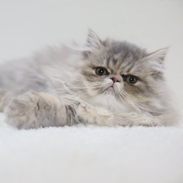 エキゾチックショートヘア【兵庫県・女の子・2025年7月10日・ブルー（ロング）】の写真「ブルーロングの女子　可愛くて、とても人懐っこいです」