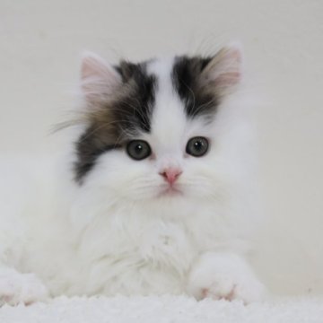 スコティッシュフォールド(立ち耳)【兵庫県・男の子・2025年9月3日・ブラック&ホワイト（ロング）】の写真「ブラック＆ホワイト・フワフワ・モコモコ　ぬいぐるみ」