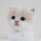 スコティッシュフォールド(立ち耳)